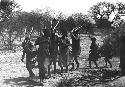Group of people performing the Eland Dance; !Ani leading a line of people, men holding wooden horns to their heads