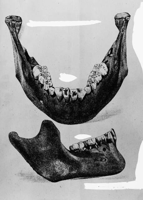 Photocopy of jawbone drawing - from "Memorias Y Revista De la Scocidad Centifica