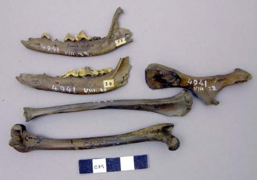 Bones of the fox.Canis vulpus (vulpus vulpus) [red fox].