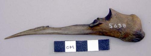 Awl made from an ulna
