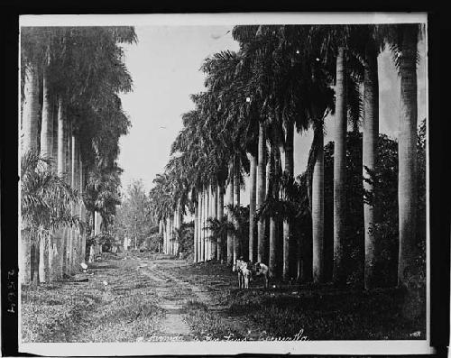 Avenue of Palms