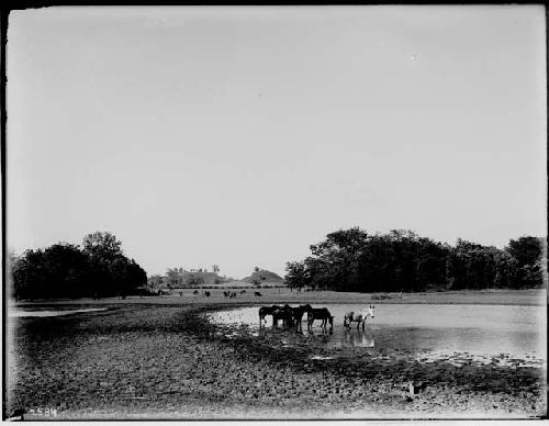 From Pasture - Looking North