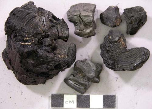 Carbonized wood fragments