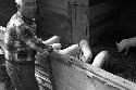 Man watching pigs in barn