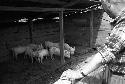 Man watching pigs in barn