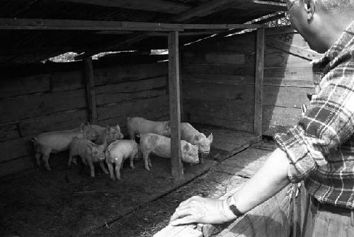 Man watching pigs in barn