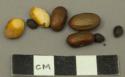 Floral Remains, Beans, 3 types