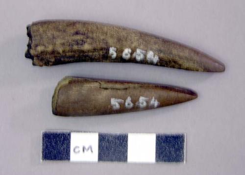 Chisel shaped, antler points. Cervid, antler.