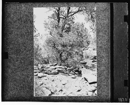 Wall Dam Across Ravine to Navajo Canon