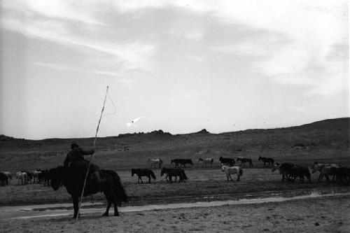 Horseherder mounting, Darkhan Beil