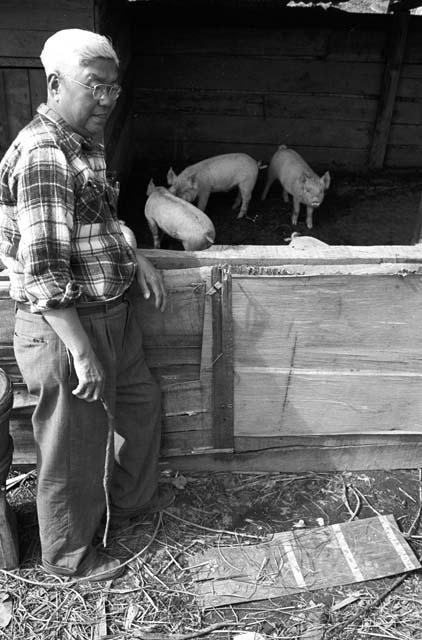 Man watching pigs in barn