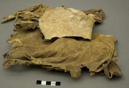 Animal hide, fragments