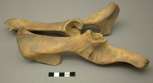 Pair of bones, possibly pelvis