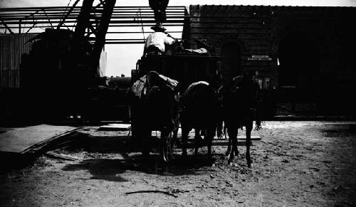 Man driving carriage pulled by three pack animals