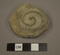 Sherd, applied spiral