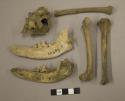 Organic, faunal remains, bones, includes two madibles with teeth, basal fragment of skull, and a bird femur