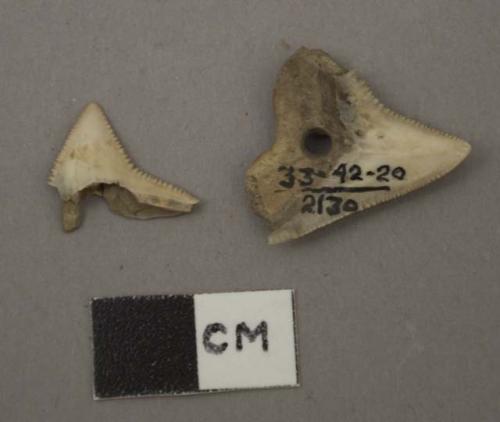 Small perforated shark tooth