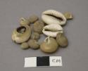 Shells, 3 cowries w/cut tops, flat spiral shells of varying sizes
