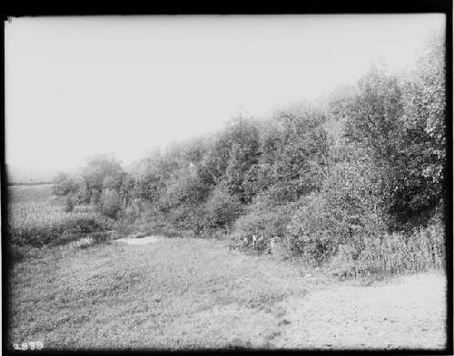 Salt Spring - Whites Field