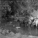 Masai watering cattle