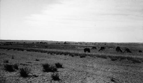 Procession in distance with camels in foreground