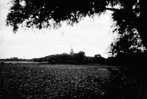 Distant chorten in grove of trees