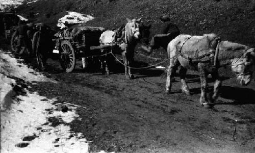 Horses leading loaded carts on mountain road