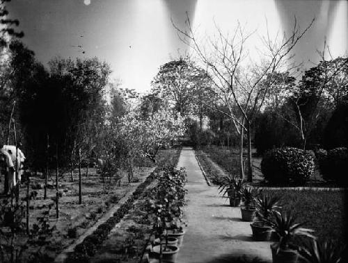 Garden path through plants and trees