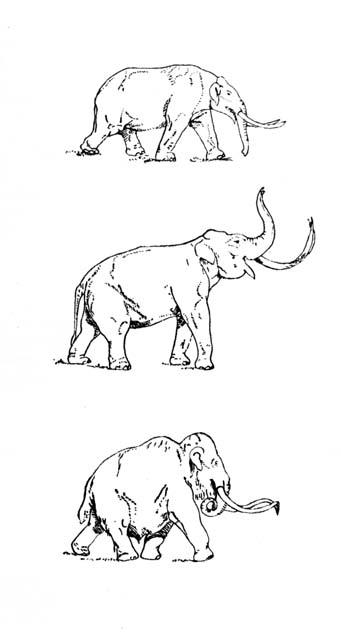 Drawings of mastodons