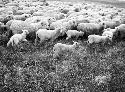 Herd of sheep