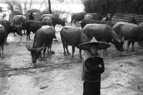 Boys and buffalos, railroad station