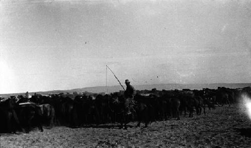 Herdsman with lass and herd of horses