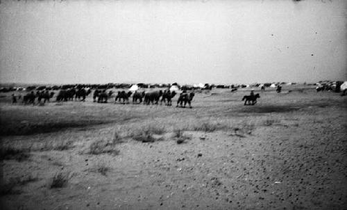 Camel caravan on plain with yurts in background