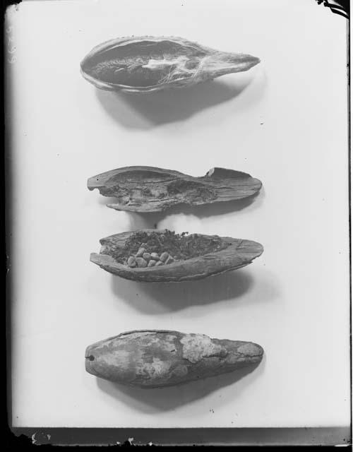 Ear Pendants of Milkweed Pod