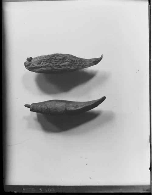 Ear Pendants of Milkweed Pod