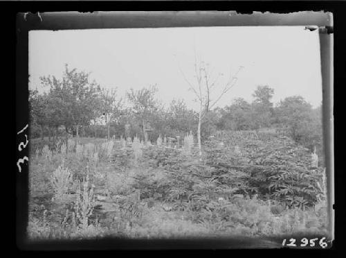 Top of the hill; Looking northwest