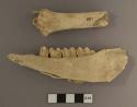Bone fragments, jaw and teeth