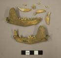 Organic, faunal remains, two mandible bones with teeth and eight loose teeth