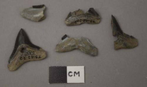 Shark teeth with perforations, some broken