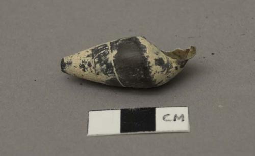 Shell, spiralled cone, tip broken, plaster- like residue on exterior & packed in