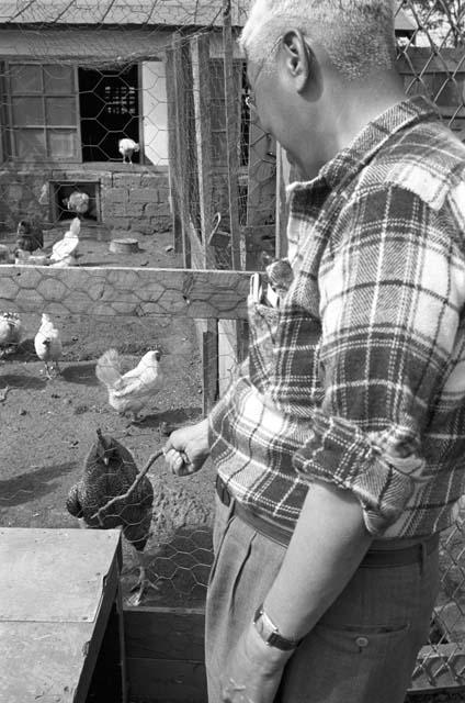 Man holding out stick to the chicken in cage