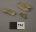Bone points fragments made from the rostral spikes of the saw fish.