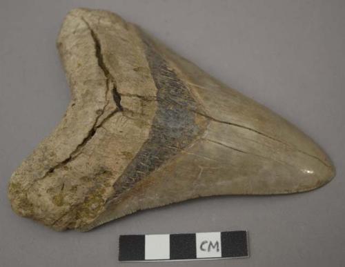 Fossil shark's tooth, complete