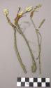 Plant of cinque foil root, potentilla auserina