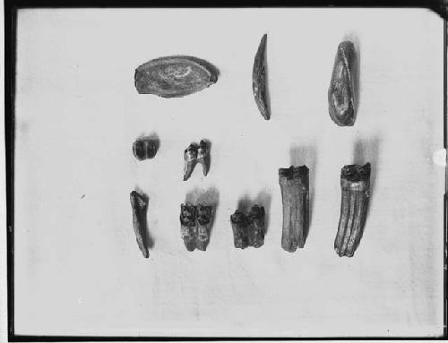 Fossil Bones and Teeth From Phosphate Beds