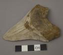 Fossil shark's tooth