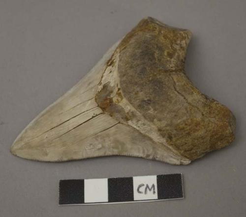 Fossil shark's tooth