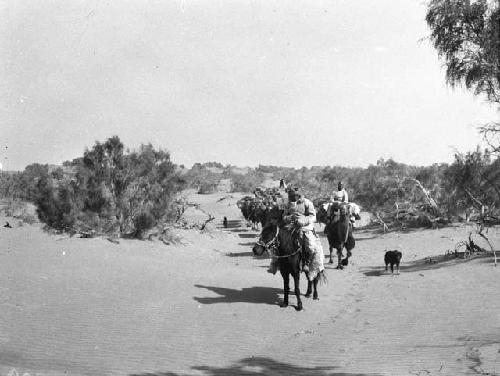 Great dunes - on march, caravan master