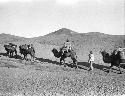Chou, Wa-wa - camel caravan in Gobi desert