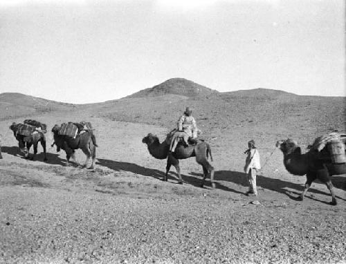 Chou, Wa-wa - camel caravan in Gobi desert